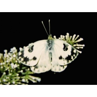 Bath White daplidice 5 pupae Bath White daplidice 5 pupae
