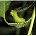 American Moon Moth Actias luna Cocoons 