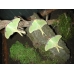 American Moon Moth Actias luna Cocoons 