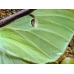 American Moon Moth Actias luna Cocoons 