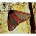 Cinnabar Moth Hipocrita jacobaeae Larvae 