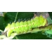 Tussore Silkmoth mylitta 15 eggs or 10 larvae, according to availability.