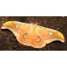 Tussore Silkmoth mylitta 15 eggs or 10 larvae, according to availability.