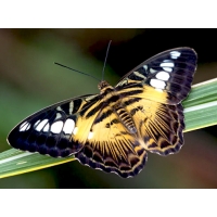 Parthenos sylvia Tropical Asia 5 pupae
