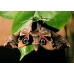 Eyed Hawk ocellata 10 larvae