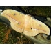 Chinese Oak Silkmoth pernyi 15 eggs 