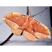 Chinese Oak Silkmoth pernyi 15 eggs 