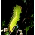 Chinese Oak Silkmoth pernyi 15 eggs 