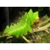 Chinese Oak Silkmoth pernyi 15 eggs 