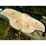 Chinese Oak Silkmoth A pernyi One lot of 4 cocoons