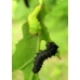 Chinese Oak Silkmoth pernyi 15 eggs 