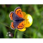 SmallCopper Lycaena phlaeas 15 eggs