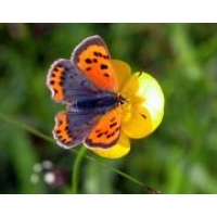 SmallCopper phlaeas 5 pupae