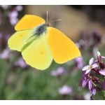 Canary Brimstone Gonepteryx cleobule 10 larvae