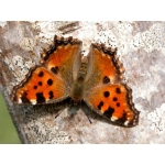Large Tortoiseshell polychloros 10 Larvae 