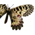 Festoon Zerynthia polyxena pupae 