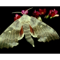 Poplar Hawk Laothoe populi pupae Poplar Hawk Laothoe populi pupae