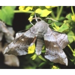Poplar Hawk Laothoe populi 15 eggs or 10 larvae according to availability.