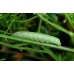 Small Elephant Hawk porcellus 15 eggs 