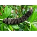 Small Elephant Hawk porcellus 15 eggs 