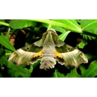 Willowherb Hawkmoth Proserpinus proserpina Pupae 