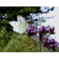 Small White Butterfly rapae 4 pupae