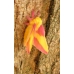 Rosy Maple Silkmoth (Sycamore Silkmoth) Dryocampa rubicunda 15 eggs