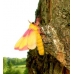 Rosy Maple Silkmoth (Sycamore Silkmoth) Dryocampa rubicunda 15 eggs
