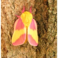 Rosy Maple Silkmoth (Sycamore Silkmoth) Dryocampa rubicunda 15 eggs