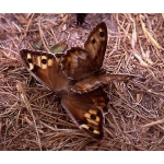 Grayling Butterfly semele 10 larvae