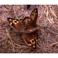 Grayling Butterfly semele 10 larvae Grayling Butterfly semele 10 larvae