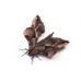 Hissing Hawkmoth Phyllosphingia dissimilis A breeding stock of 5 pupae