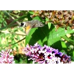 Hummingbird Hawk Macroglossum stellatarum 10 larvae or 15 eggs according to availability