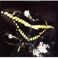 Thoas Swallowtail Papilio thoas 4 pupae
