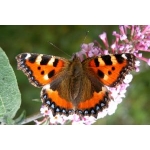 EARLY Small Tortoiseshell Aglais urticae 10 larvae SPECIAL PRICE