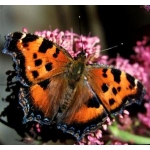 Yellow-legged Tortoiseshell xanthomelas  FIVE pupae at SPECIAL PRICE