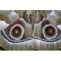 Gonimbrasia zambezina  15 eggs or 10 larvae according to availability