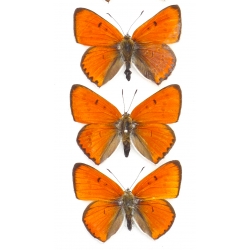 C001 Lycaena dispar batavus 3 males