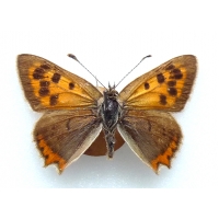 C073 L. phlaeas Small Copper