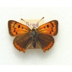 C082 L. phlaeas Small Copper