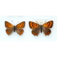 C084 L. phlaeas Small Copper