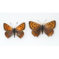 C085 L. phlaeas Small Copper