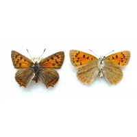 C087 L. phlaeas Small Copper