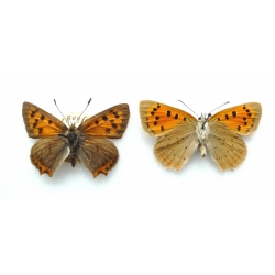 C087 L. phlaeas Small Copper