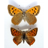 C090 L. phlaeas Small Copper